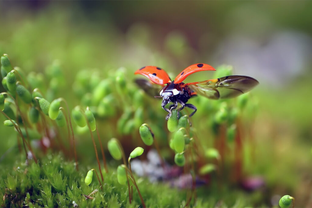 Biodiversiteit in de tuin trekt insecten, vogels en andere dieren aan en is goed voor het klimaat.