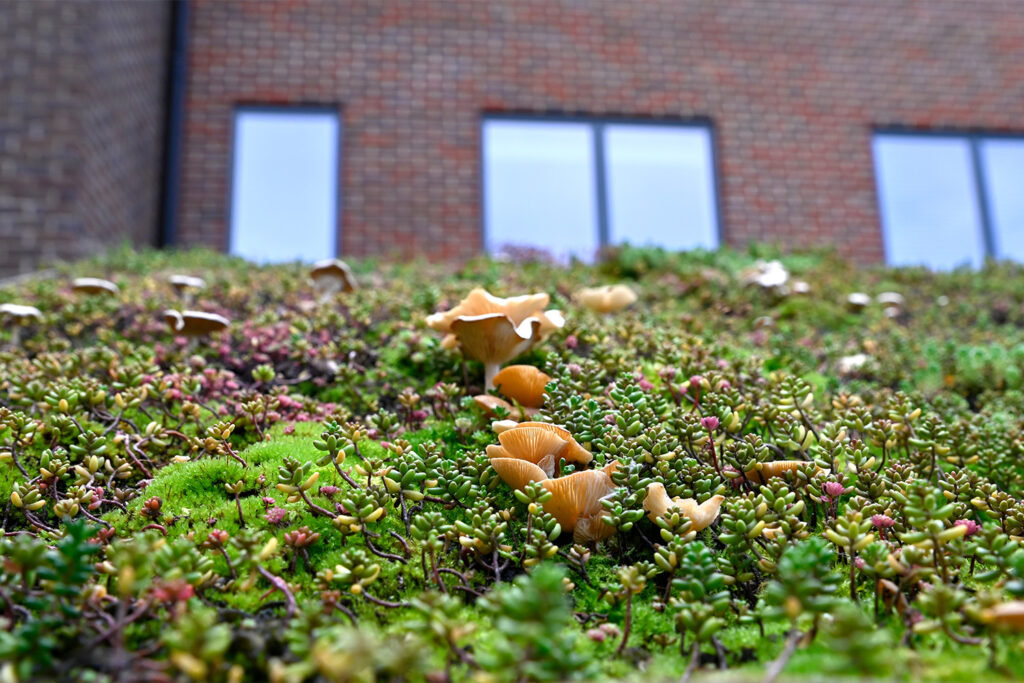 Groene daken zijn goed voor de biodiversiteit en beplanten wij met Sedum, grassen en kruiden