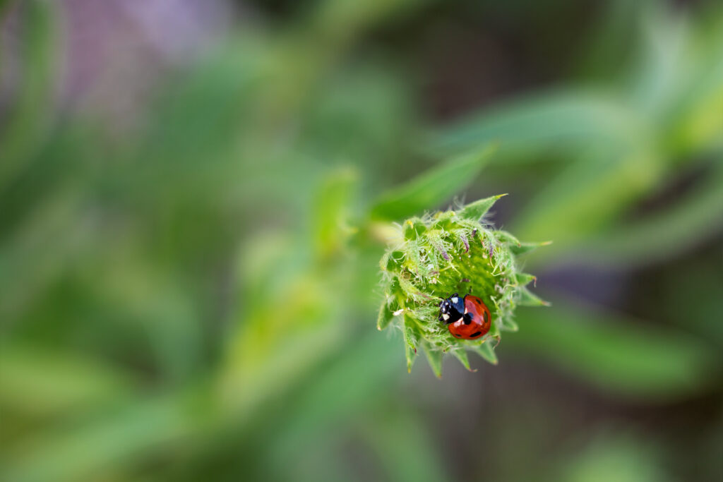 Greenspot hovenier legt biodiverse tuinen aan