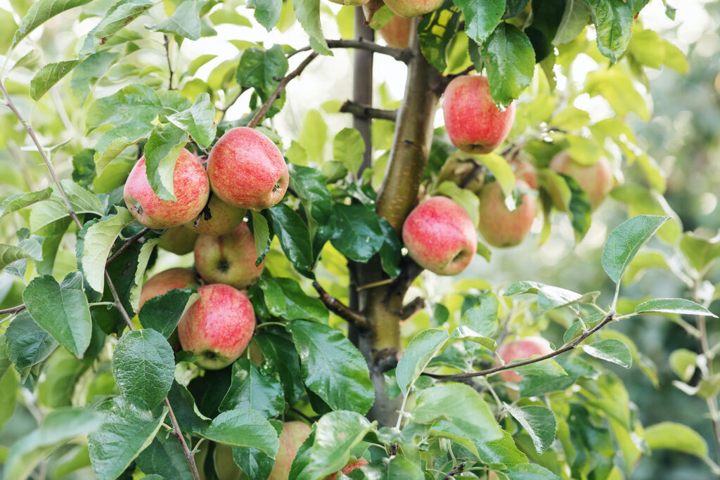 Greenspot hovenier tuinaanleg moestuin appelboom