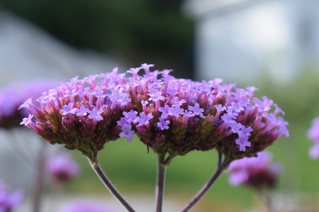 Greenspot_hovenier_verbena_ijzerhard