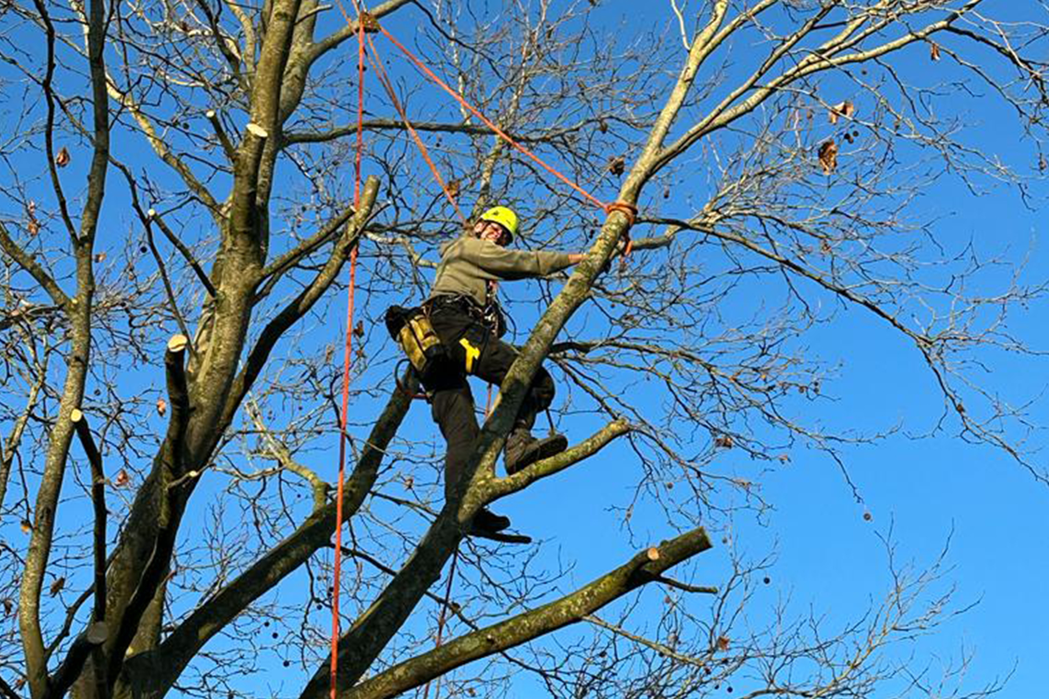 Greespot hoveier boomverzorging bomenwerk bomen snoeien kappen